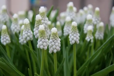 Muscari