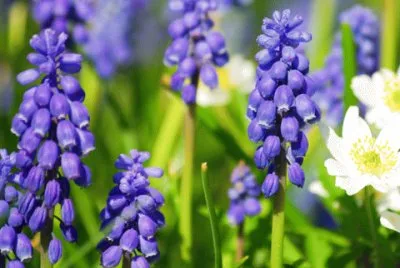 Muscari