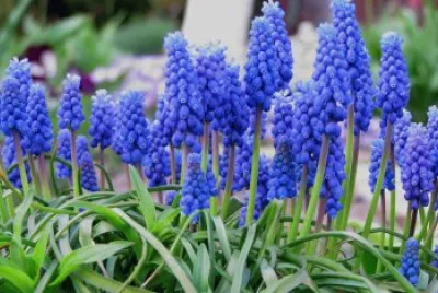 Muscari