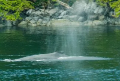 Wal / Inside Passage Canada