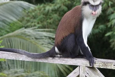 Cercopiteco mona