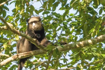 Cercopiteco nasobianco maggiore