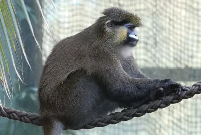 Cercopiteco di allen