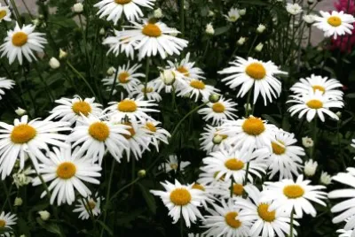 Marguerites