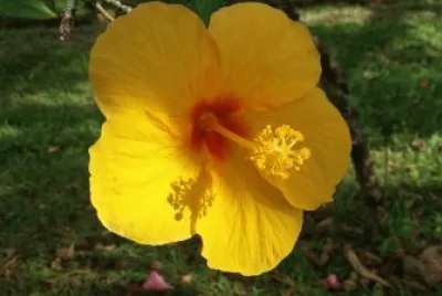 Flores