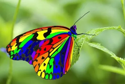 פאזל של colori, couleurs