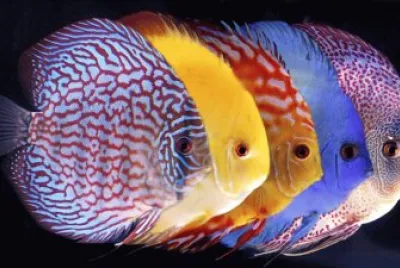 colori, couleurs