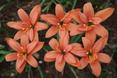 Zephyranthe