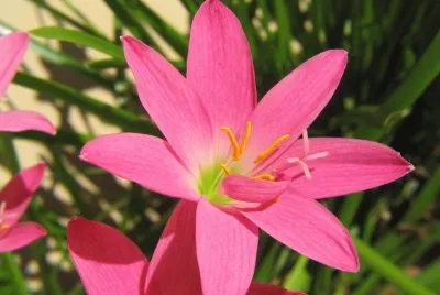 Zephyranthe