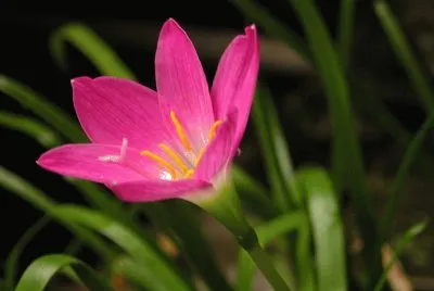 Zephyranthe