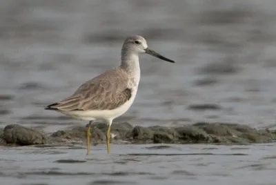 Pantana macchiata