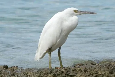 Garzetta di reef