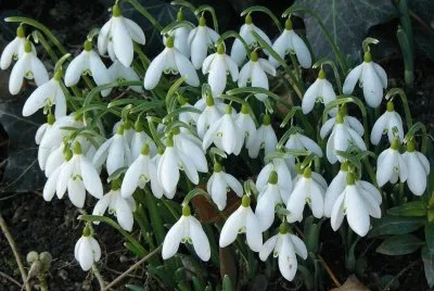 perce neige