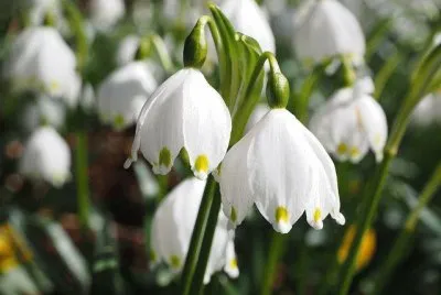 perce neige