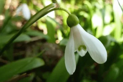 perce neige