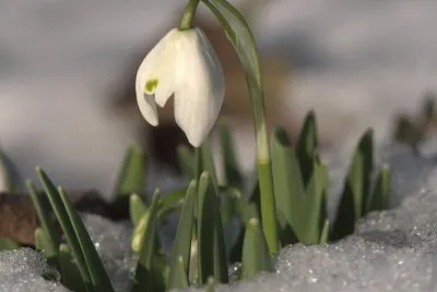perce neige