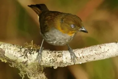 Tangara beccocorto