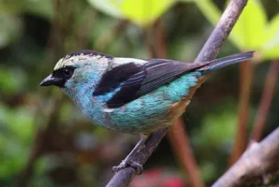 Tangara ventre metallico