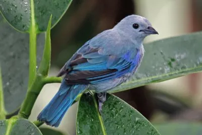 Tangara grigioazzurro