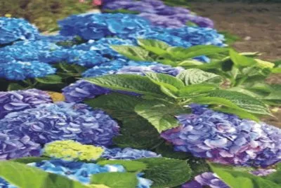 Flowers jigsaw puzzle