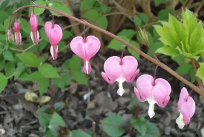 Coeur de marie