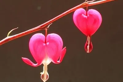 Coeur de marie