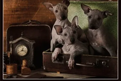 פאזל של XOLOSCUINCLE PERRO MEXICANO