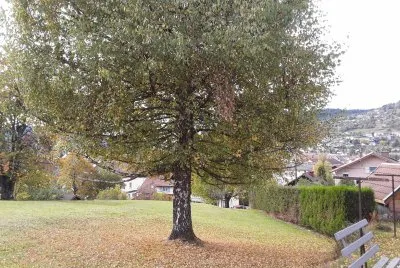 Automne