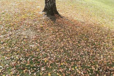 Automne