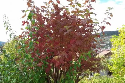 Automne