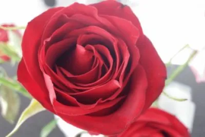 Flores