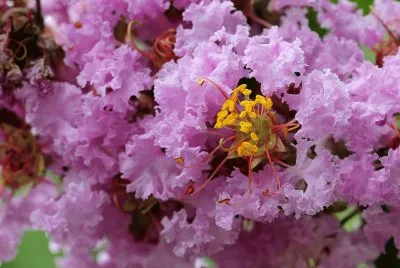 lilas des indes