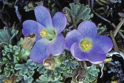 Nototriche jigsaw puzzle
