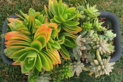 Flores