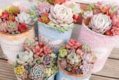 Latas