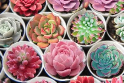 Flor