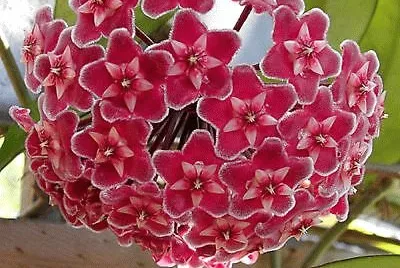 Hoya
