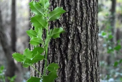 trees