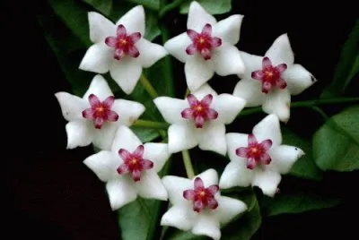 Hoya