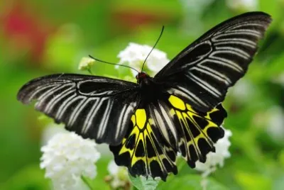 פאזל של Troides aeacus