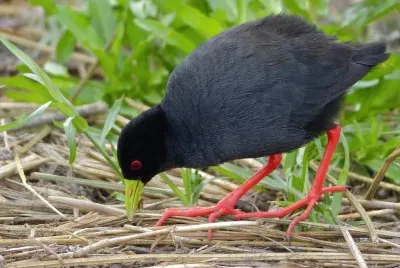 Crake nero