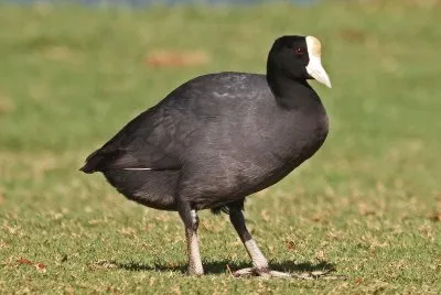 Fulica alai