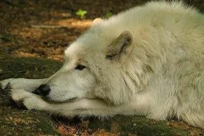 Polarwolf jigsaw puzzle