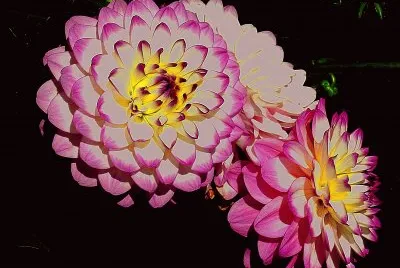 Dahlien