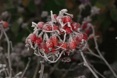 Frost jigsaw puzzle