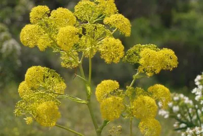 wilder Fenchel