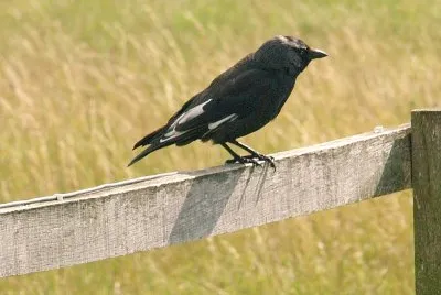 Black Bird