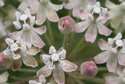 Asclepias