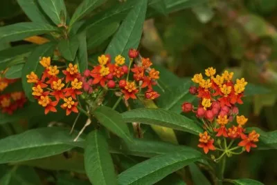 Asclepias