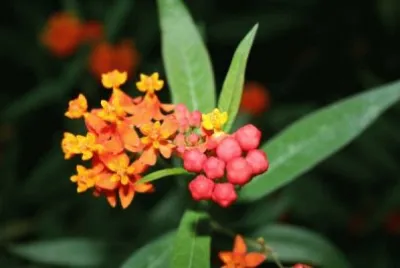 Asclepias